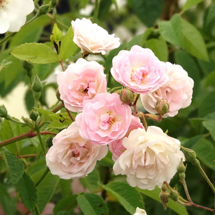 Rosa rampicante Frau Eva Schubert (Fioritura)