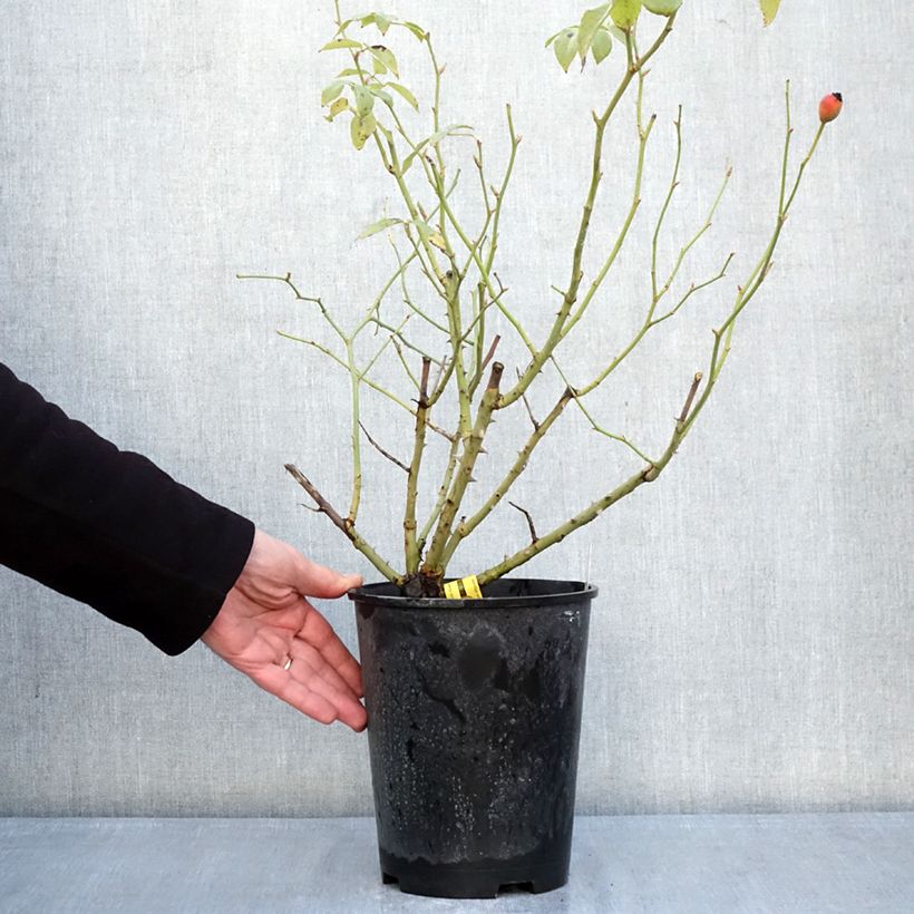 Rosa rampicante Fregate Vaso da 4L/5L esemplare consegnato in inverno