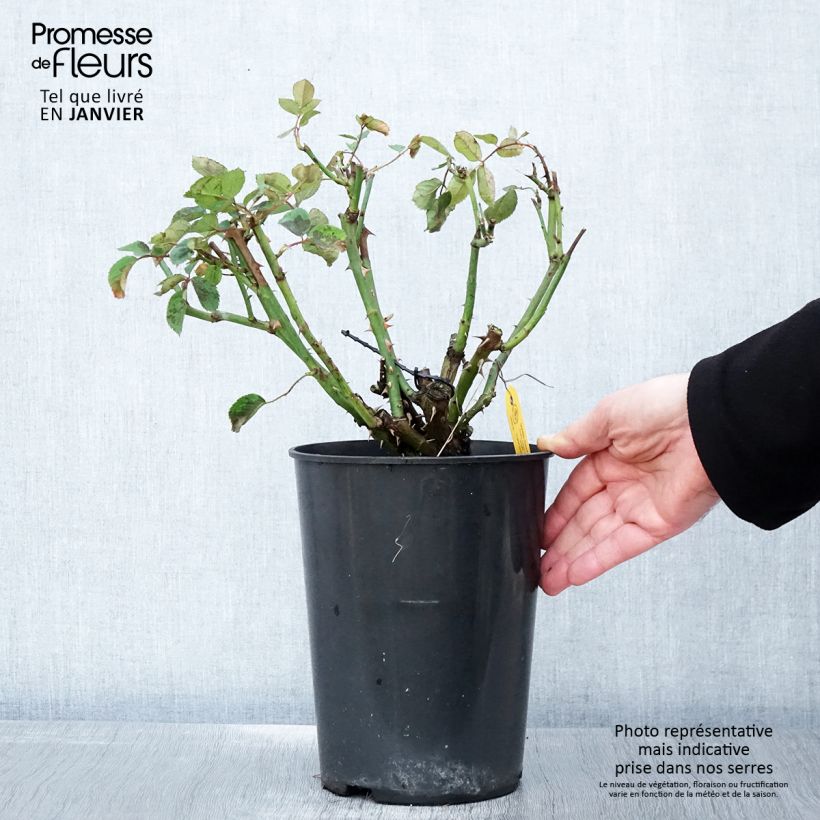 Rosa rampicante Golden Gate Vaso da 4L/5L esemplare consegnato in inverno