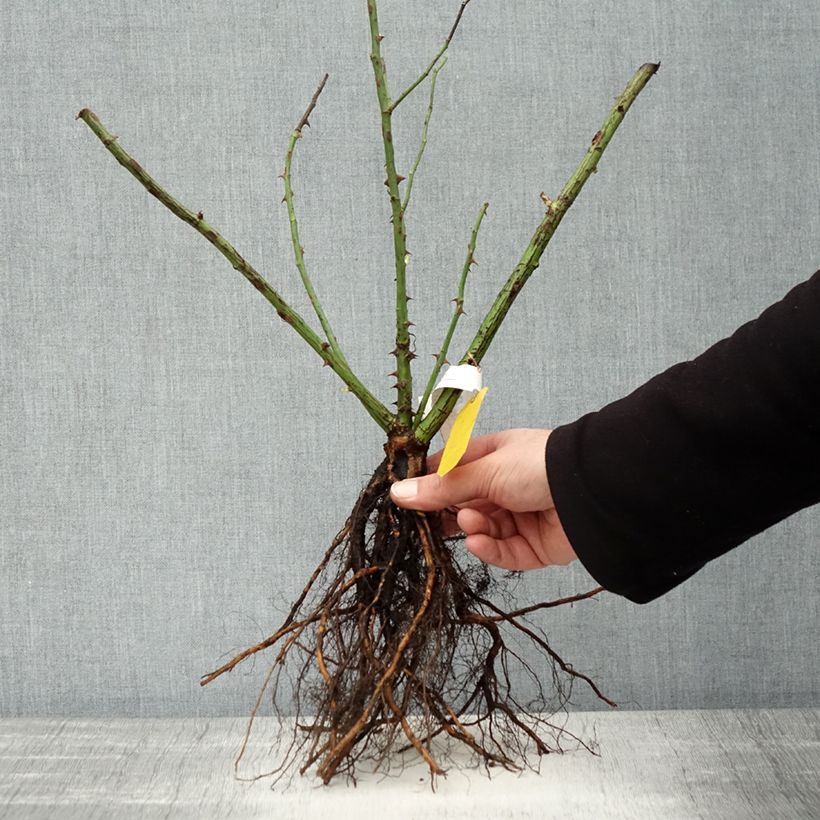 Rosa rampicante Golden Gate Piante piccole a radice nuda esemplare consegnato in inverno