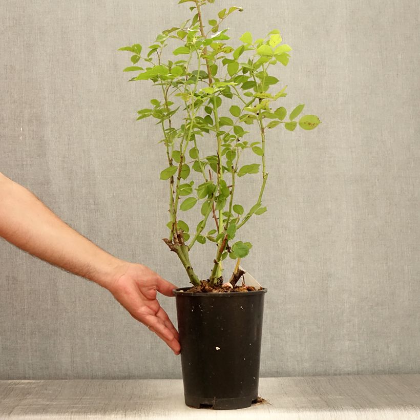 Esemplare di Rosa rampicante Golden Pareo Meipiyou Vaso da 4L/5L consegnato in estate