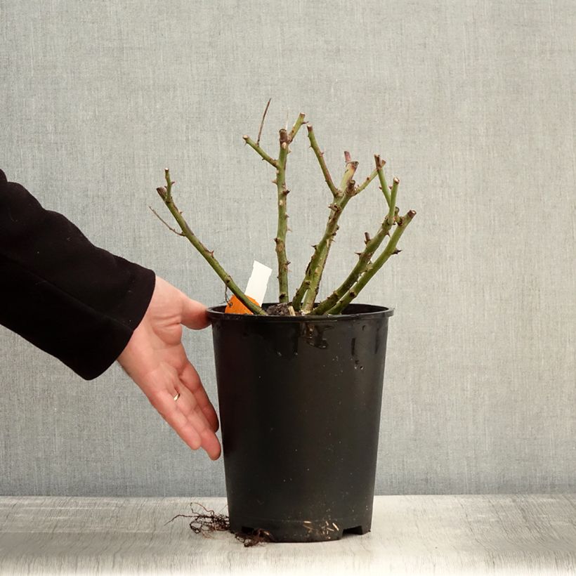 Rosa rampicante Golden Pareo Meipiyou Vaso da 4L/5L esemplare consegnato in inverno