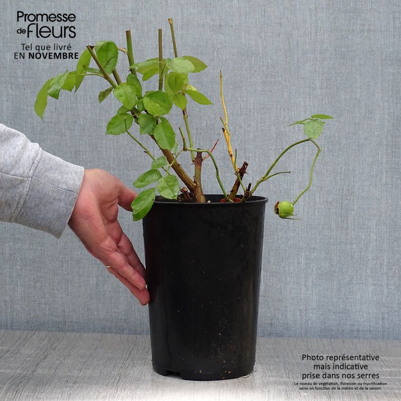 Esemplare di Rosa Golden Showers - Rosa rampicante Vaso da 4L/5L come consegnato in autunno
