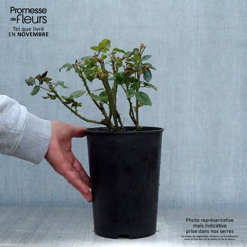 Esemplare di Rosa rampicante Goldfassade Vaso da 4L/5L come consegnato in autunno