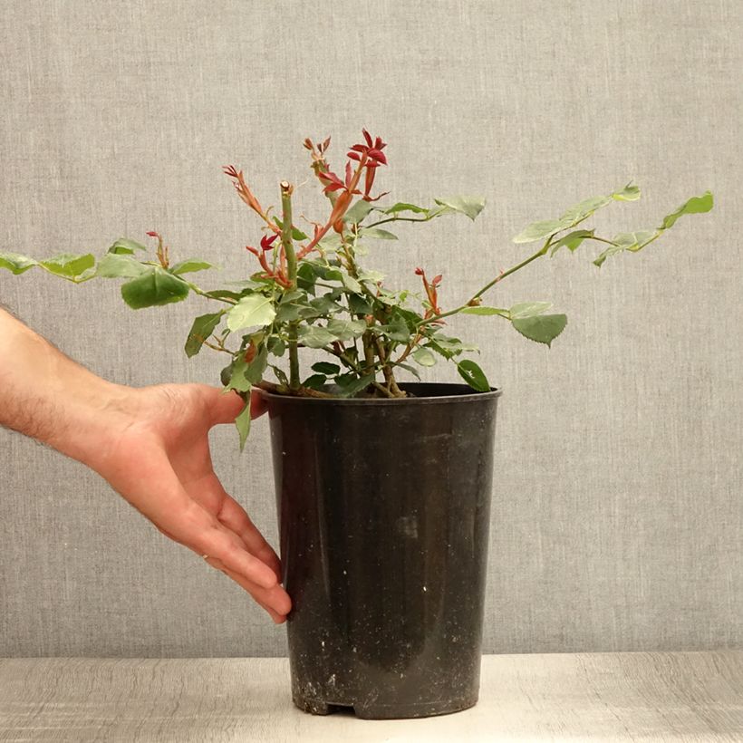 Esemplare di Rosa Guinée - Rosa rampicante Vaso da 4L/5L consegnato in estate
