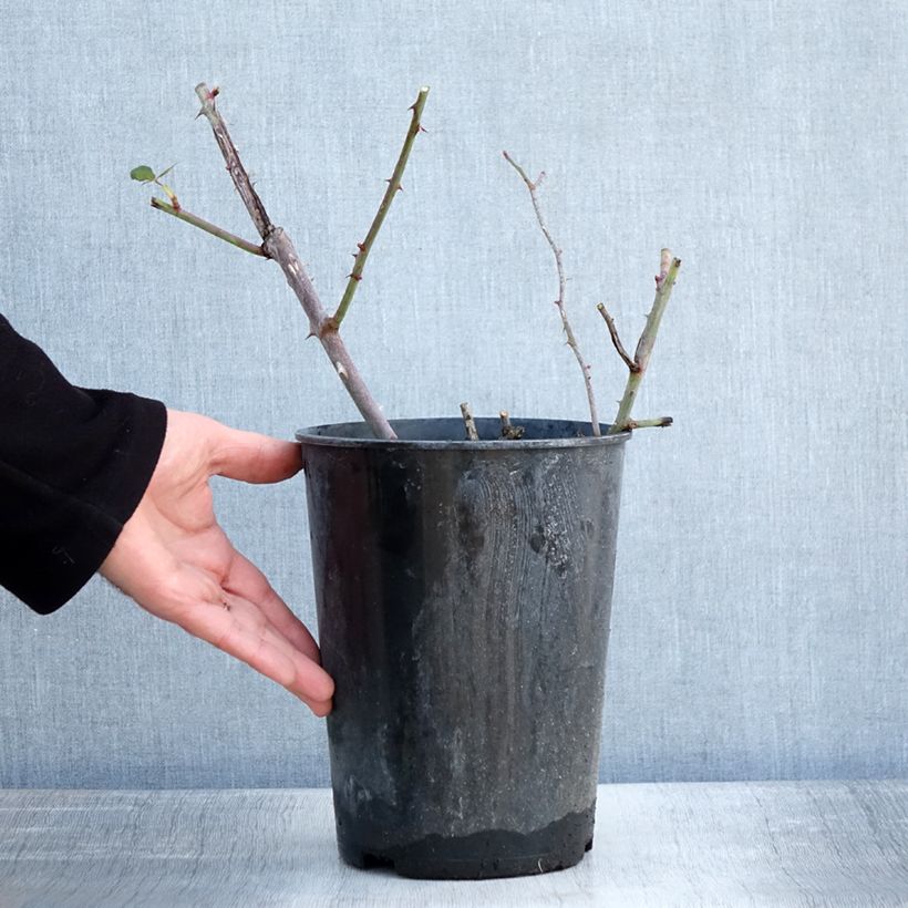 Rosa Guinée - Rosa rampicante Vaso da 4L/5L esemplare consegnato in inverno