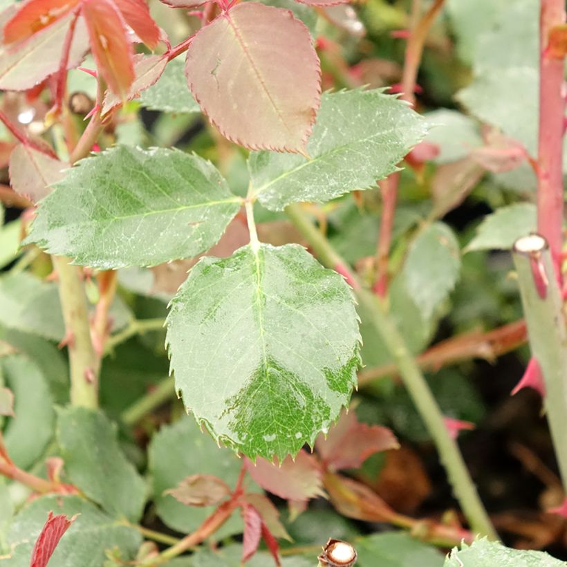 Rosa Guinée - Rosa rampicante (Fogliame)