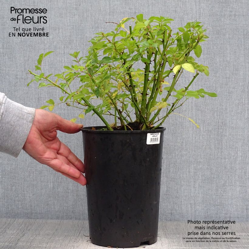 Esemplare di Rosa rampicante Guirlande d'Amour Vaso da 4L/5L come consegnato in autunno