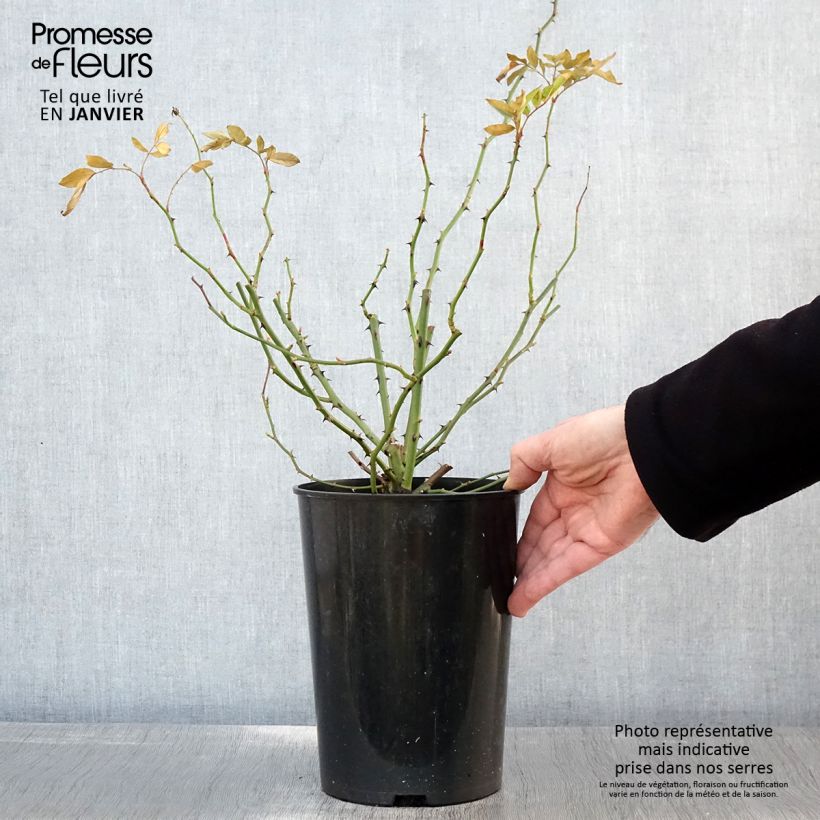 Rosa rampicante Guirlande d'Amour Vaso da 4L/5L esemplare consegnato in inverno