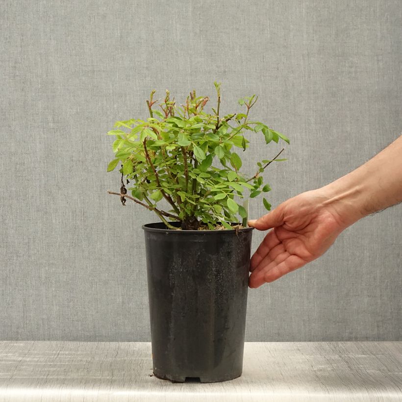 Rosa wichuraiana Guirlande Rose - Rosa rampicante Vaso da 4L/5L esemplare consegnato in primavera