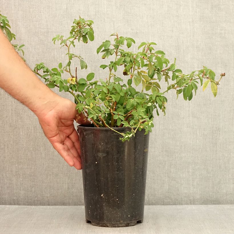 Esemplare di Rosa wichuraiana Guirlande Rose - Rosa rampicante Vaso da 4L/5L consegnato in estate
