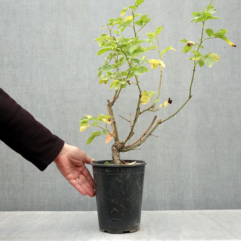 Esemplare di Rosa rampicante Happiness Vaso da 4L/5L come consegnato in autunno