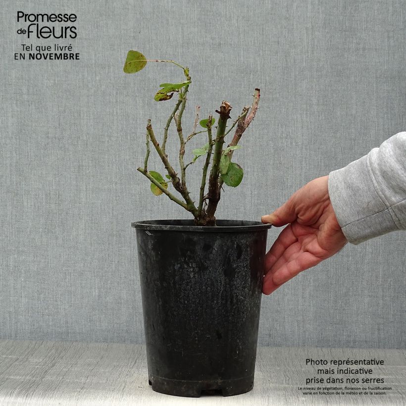 Esemplare di Rosa rampicante Jasmina Vaso da 4L/5L come consegnato in autunno