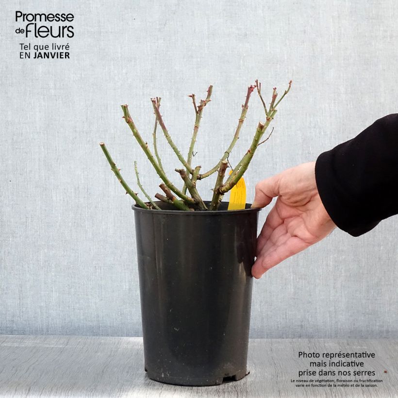 Rosa rampicante Jasmina Vaso da 4L/5L esemplare consegnato in inverno