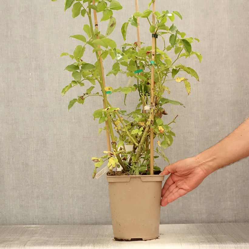 Esemplare di Rosa rampicante Julie Andrieu Vaso da 3L/4L consegnato in estate