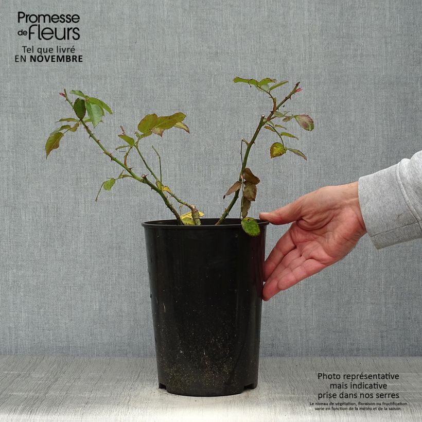 Esemplare di Rosa rampicante Laguna Vaso da 4L/5L come consegnato in autunno