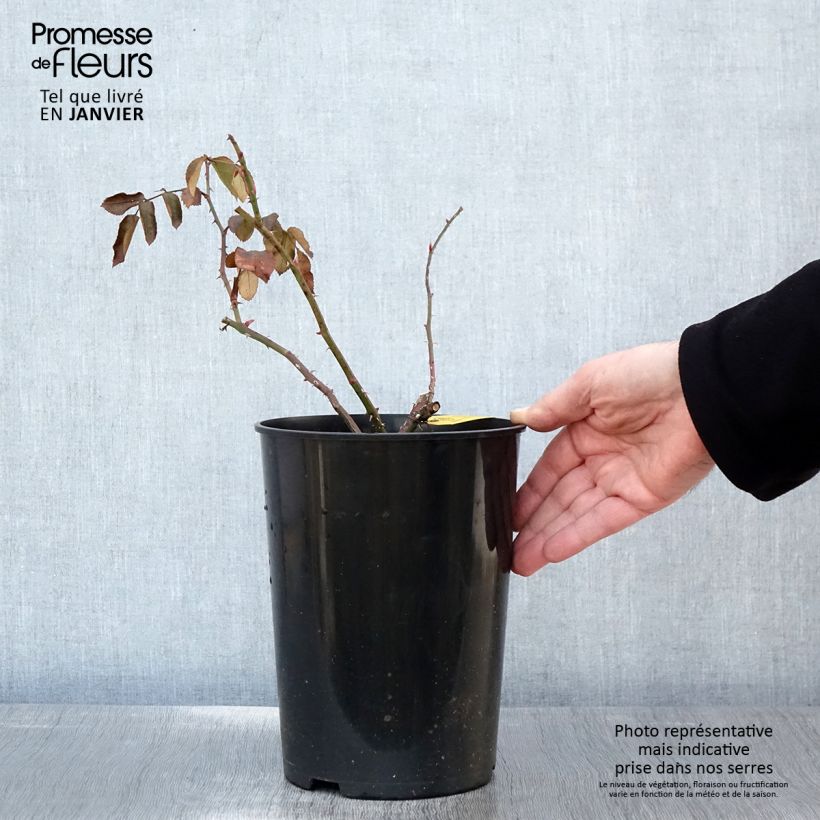 Rosa rampicante Laguna Vaso da 4L/5L esemplare consegnato in inverno