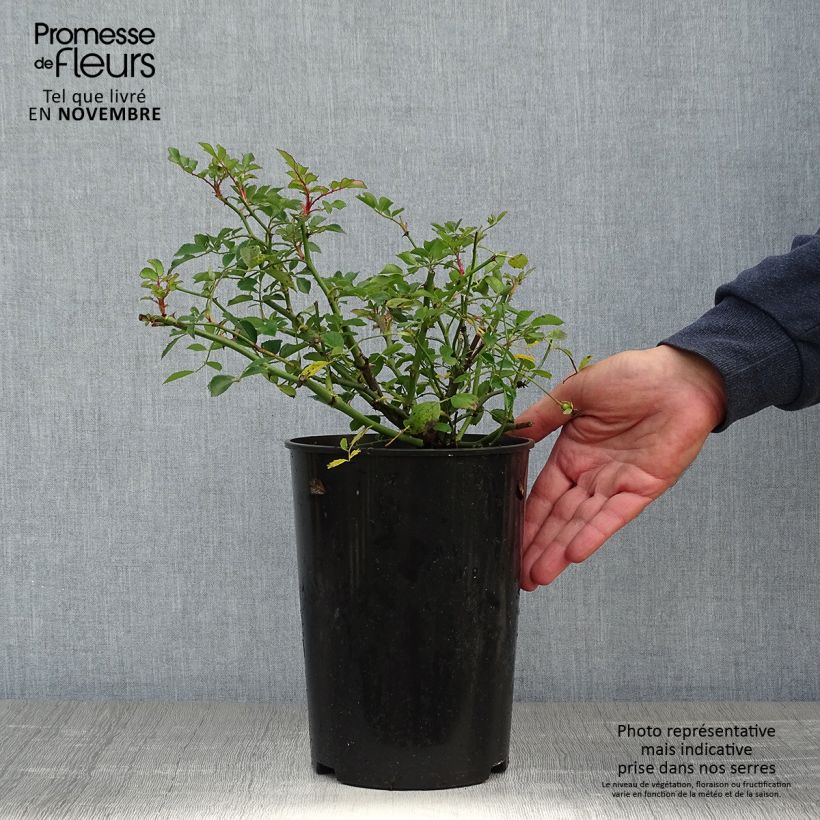 Esemplare di Rosa rampicante Libertas Vaso da 4L/5L come consegnato in autunno