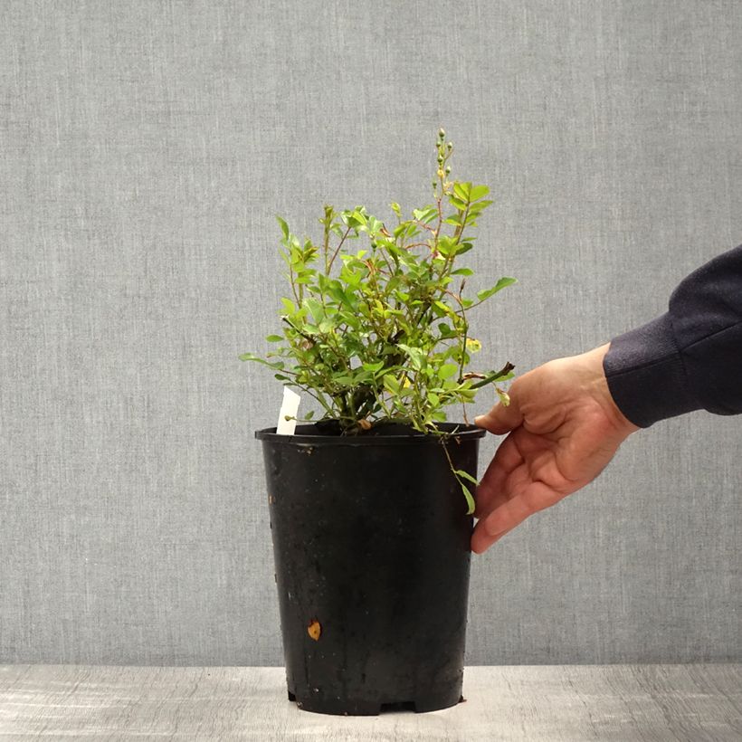 Rosa rampicante Libertas Vaso da 4L/5L esemplare consegnato in primavera