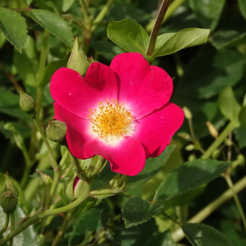 Rosa rampicante Libertas (Fioritura)