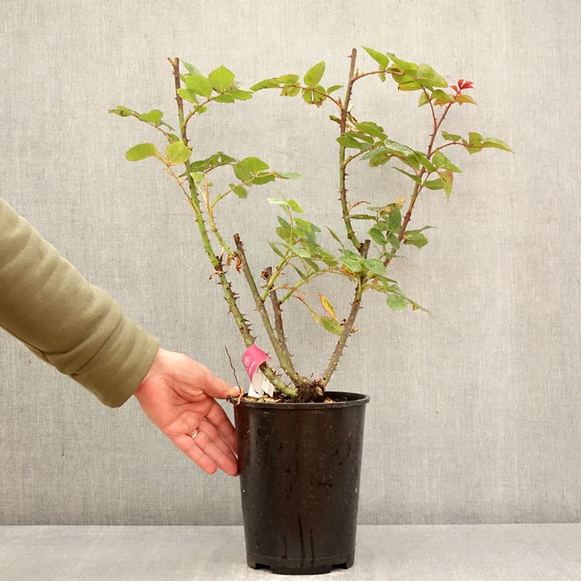 Rosa rampicante Long Island Oralinco Vaso da 4L/5L esemplare consegnato in primavera