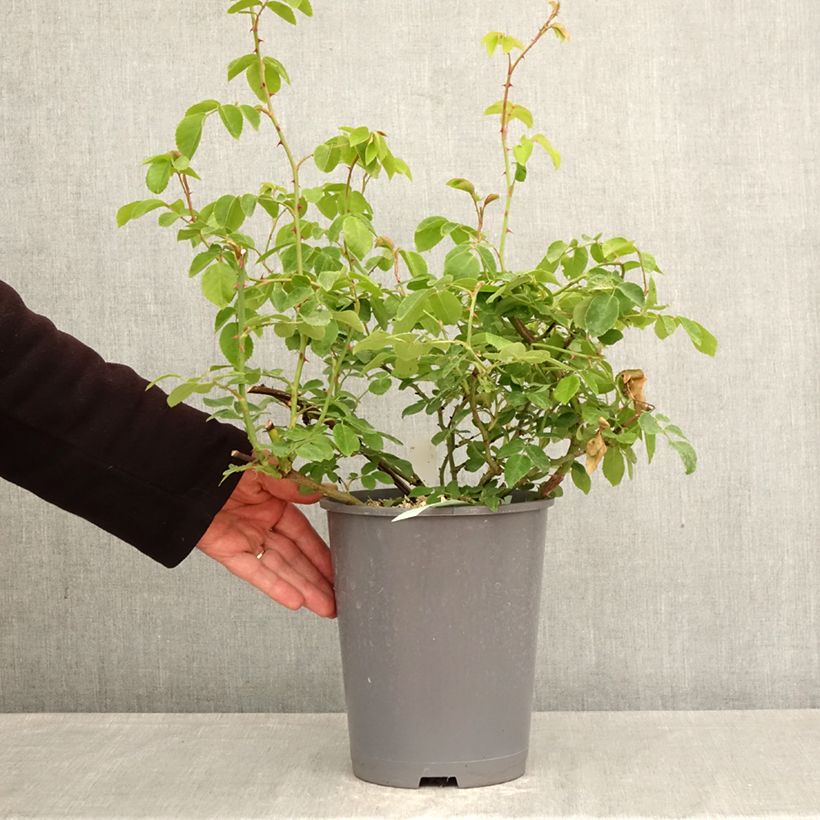 Rosa wichuraiana May Queen - Rosa rampicante Vaso da 4L/5L esemplare consegnato in primavera