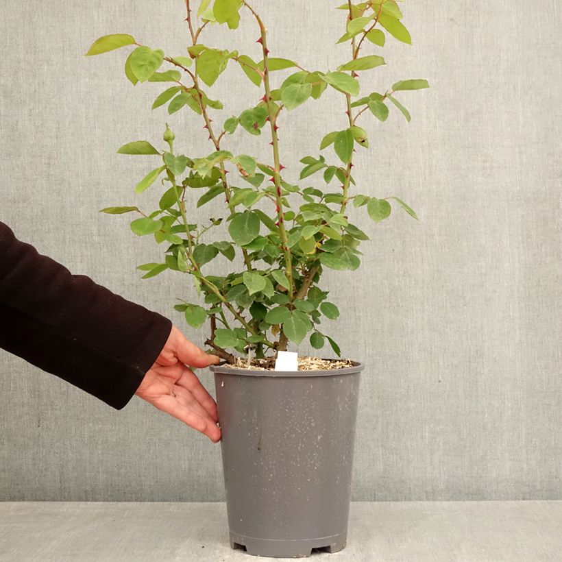 Rosa Mme Caroline Testout Vaso da 4L/5L esemplare consegnato in primavera