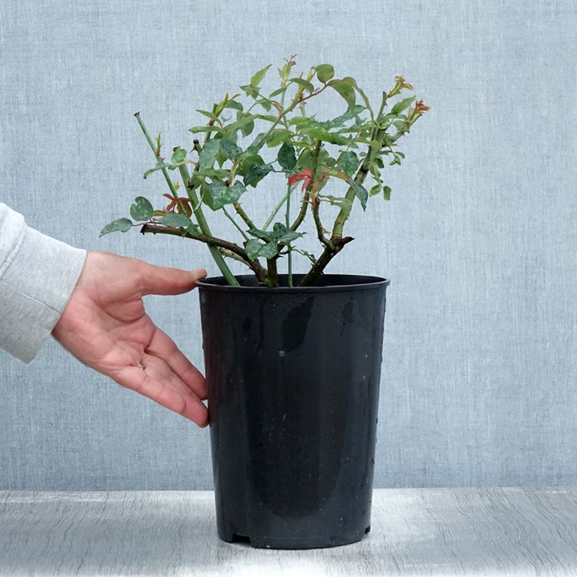 Esemplare di Rosa Mme Gregoire Staechelin Vaso da 4L/5L come consegnato in autunno