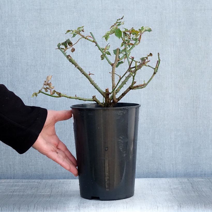 Rosa Mme Gregoire Staechelin Vaso da 4L/5L esemplare consegnato in inverno