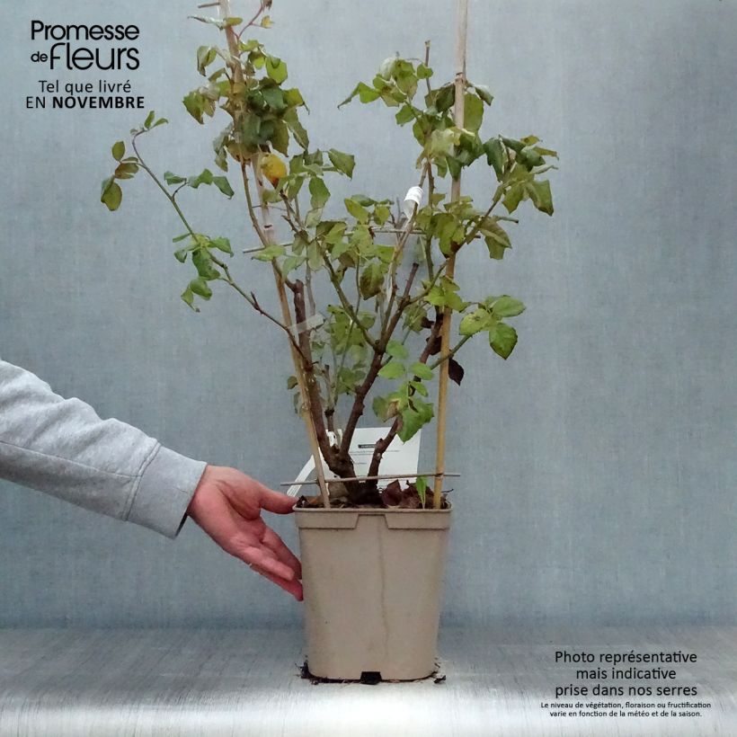 Esemplare di Rosa rampicante Nahéma Vaso da 3L/4L come consegnato in autunno
