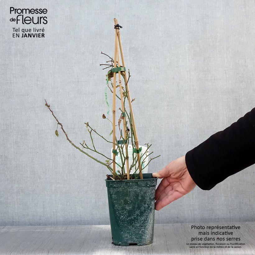 Rosa rampicante Starlet Rose Natalie Vaso da 3L/4L esemplare consegnato in inverno