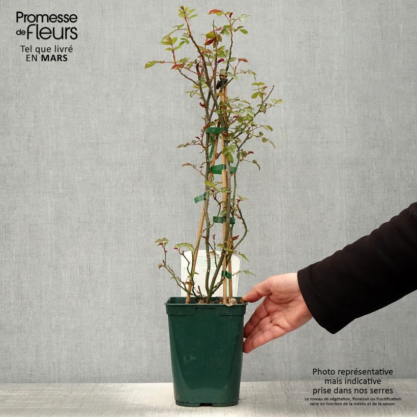 Rosa rampicante Starlet Rose Natalie Vaso da 3L/4L esemplare consegnato in primavera