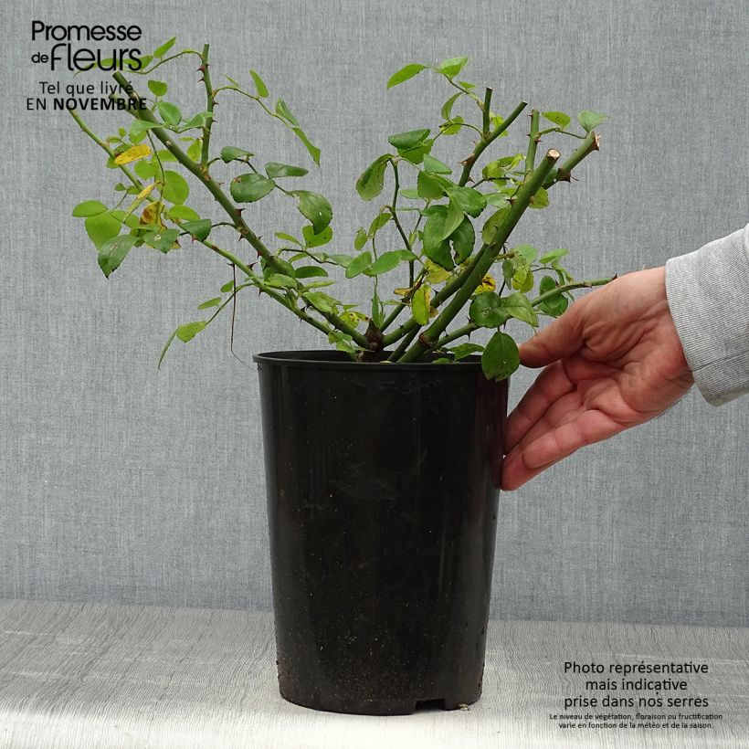Esemplare di Rosa wichuraiana New Dawn - Rosa rampicante Vaso da 4L/5L come consegnato in autunno