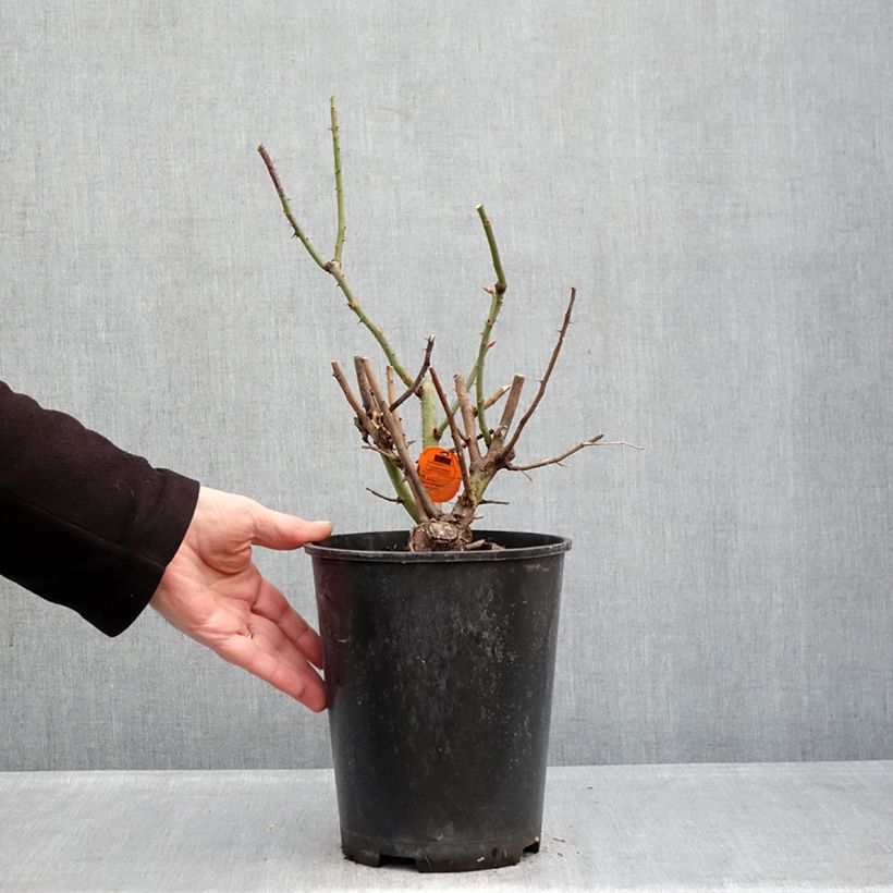 Rosa rampicante Oriental Peace Vaso da 4L/5L esemplare consegnato in inverno