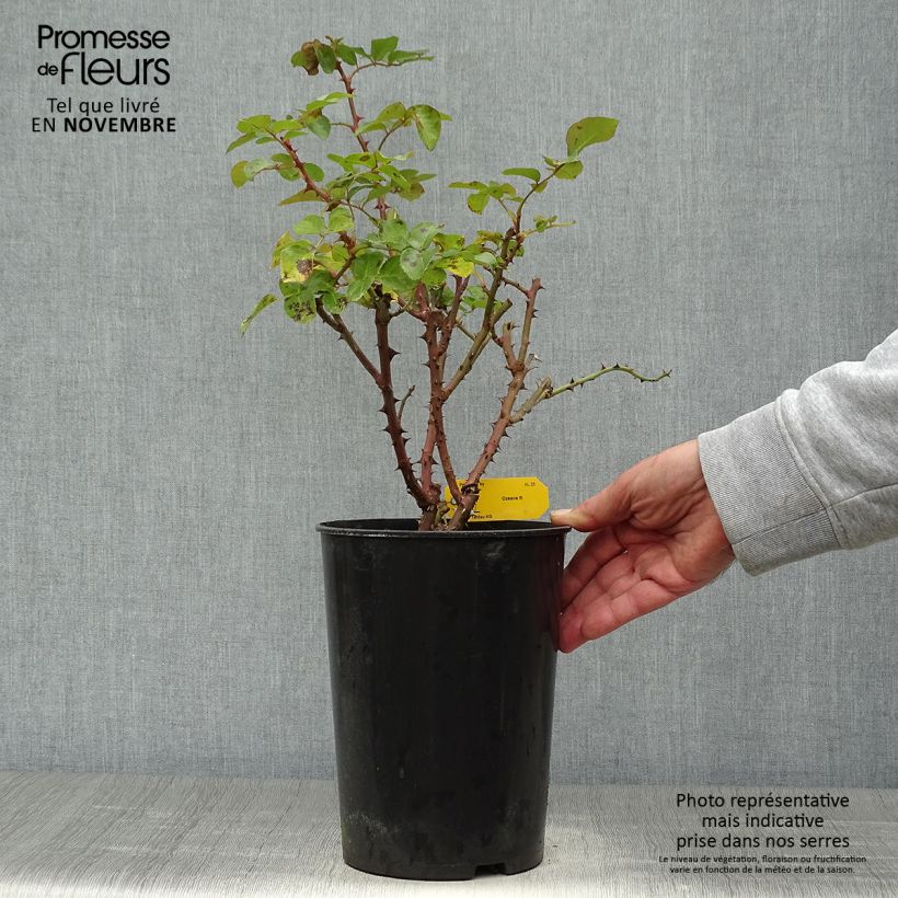 Esemplare di Rosa rampicante Ozeana Vaso da 4L/5L come consegnato in autunno
