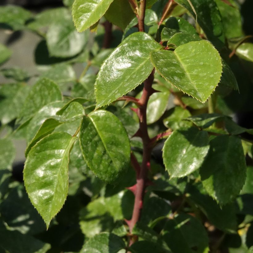 Rosa rampicante Ozeana (Fogliame)