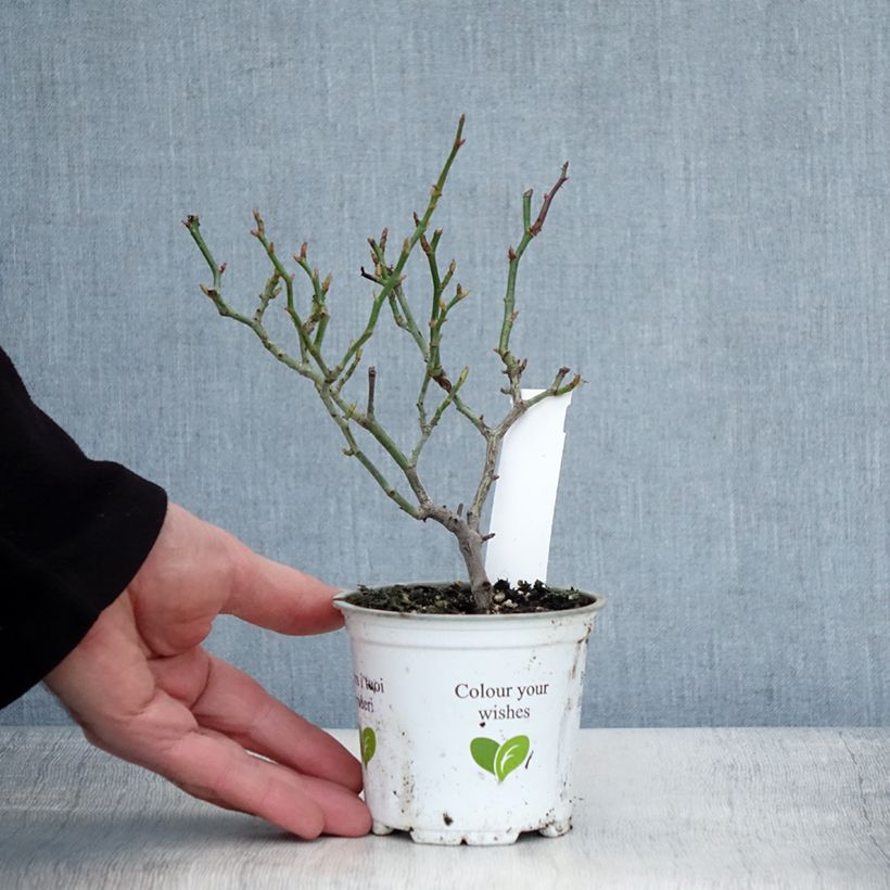 Rosa rampicante Palais Royal Vaso da Ø 10 cm/11 cm esemplare consegnato in inverno