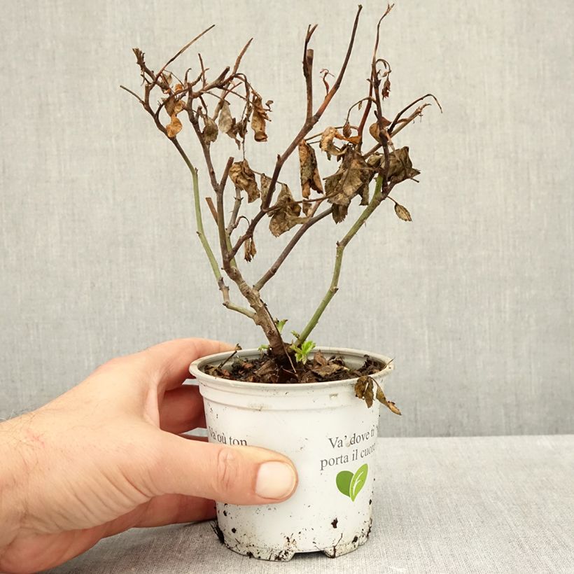 Esemplare di Rosa rampicante Palais Royal Vaso da Ø 10 cm/11 cm come consegnato in autunno