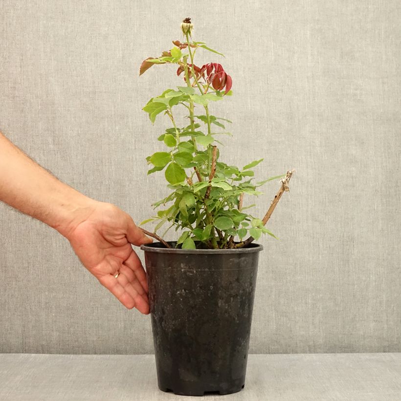 Esemplare di Rosa rampicante Palais Royal Vaso da 4L/5L consegnato in estate