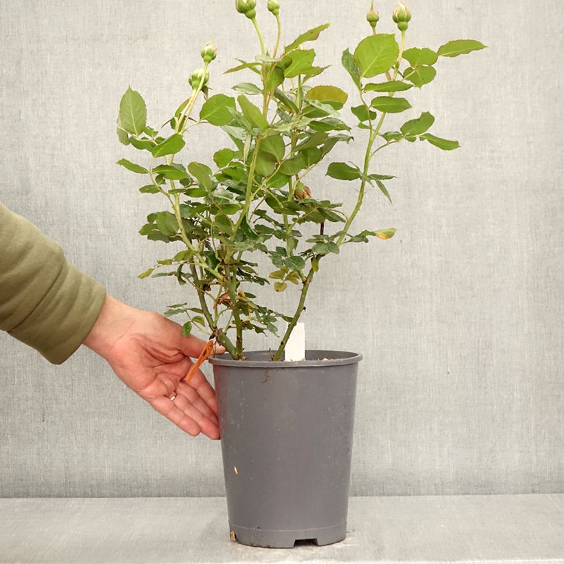 Rosa rampicante Palais Royal Vaso da 4L/5L esemplare consegnato in primavera