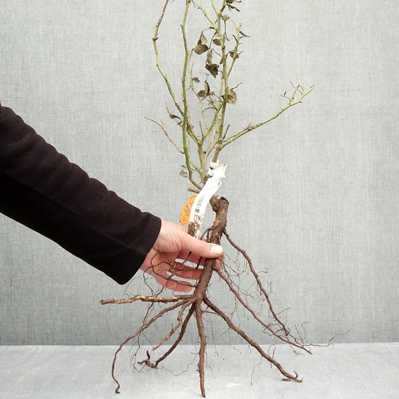 Rosa rampicante Palais Royal Piante piccole a radice nuda esemplare consegnato in inverno