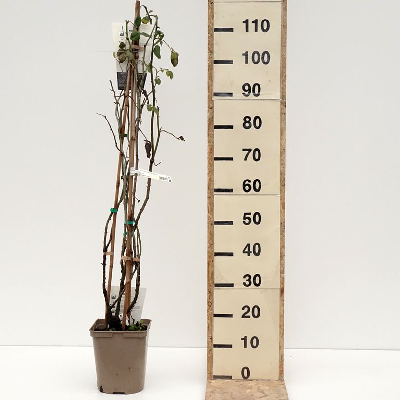Rosa rampicante Papi Delbard 'Delaby' Vaso da 3L/4L esemplare consegnato in inverno