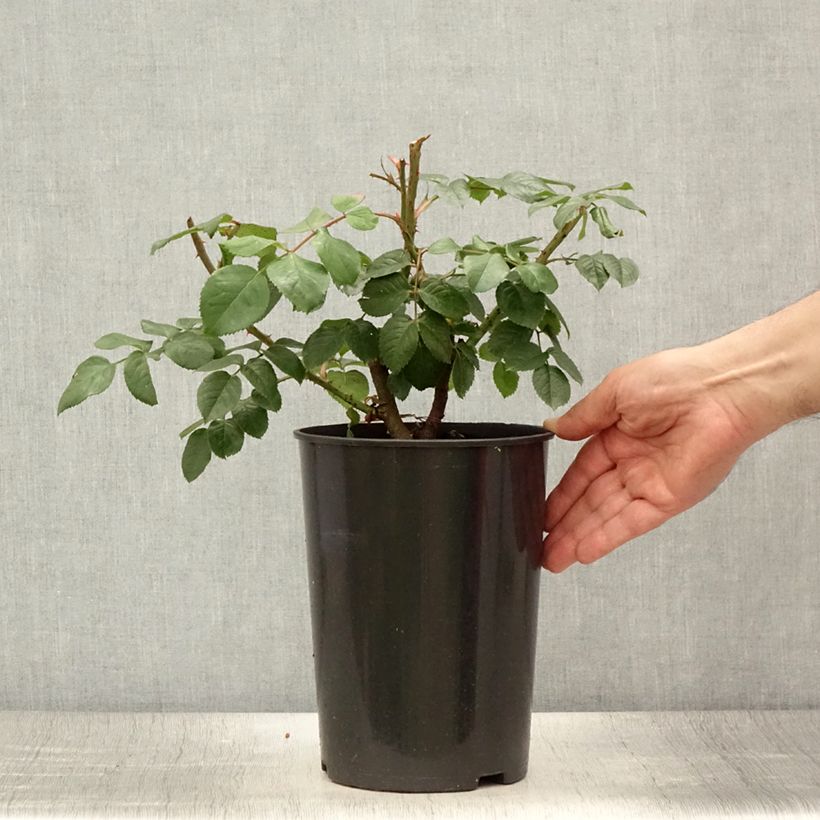 Esemplare di Rosa rampicante Parfuma Kiss me Kate Vaso da 4L/5L consegnato in estate