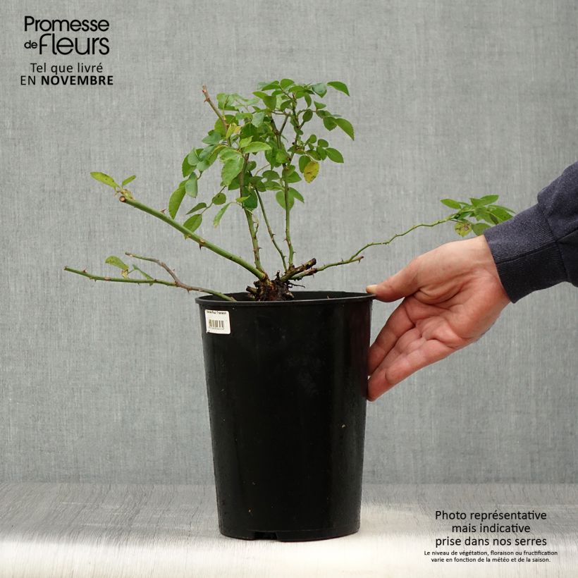 Esemplare di Rosa wichuraiana Paul Transon - Rosa rampicante Vaso da 4L/5L come consegnato in autunno
