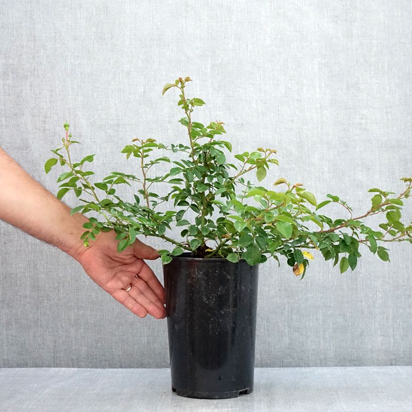 Esemplare di Rosa wichuraiana Paul Transon - Rosa rampicante Vaso da 4L/5L consegnato in estate