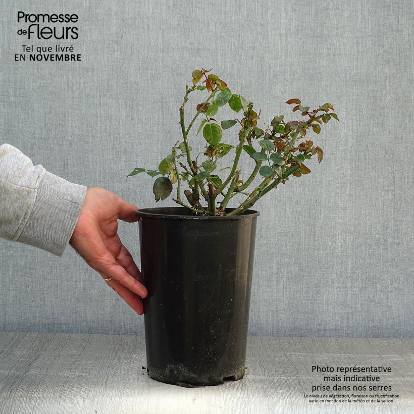 Esemplare di Rosa rampicante Penny Lane Vaso da 4L/5L come consegnato in autunno