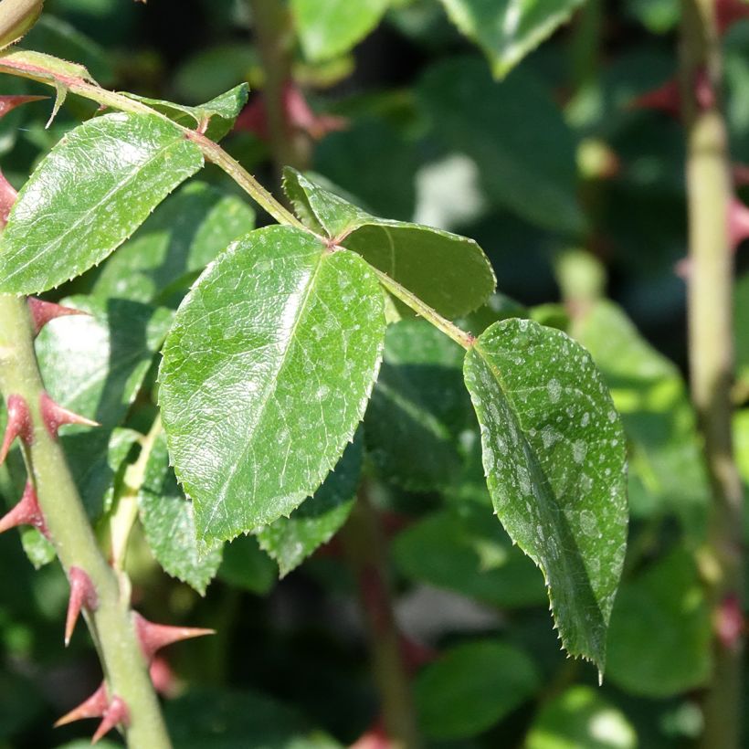 Rosa rampicante Penny Lane (Fogliame)