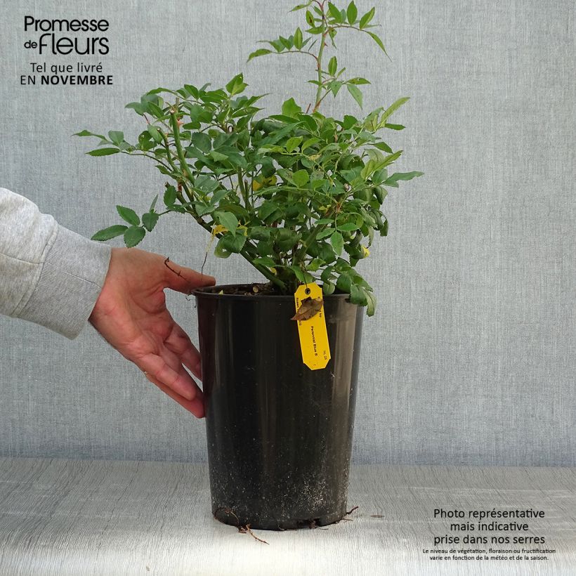Esemplare di Rosa rampicante Perennial Blue Vaso da 4L/5L come consegnato in autunno