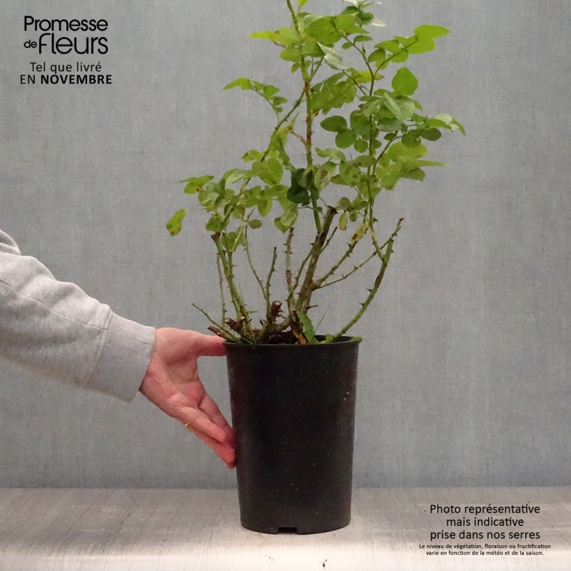 Esemplare di Rosa rampicante Polka Vaso da 4L/5L come consegnato in autunno