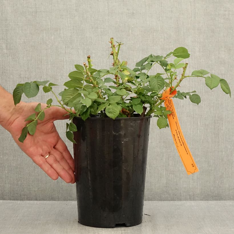 Esemplare di Rosa rampicante Polka Vaso da 4L/5L consegnato in estate
